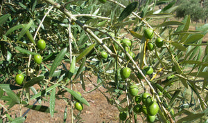 highlands grown cold climate olives